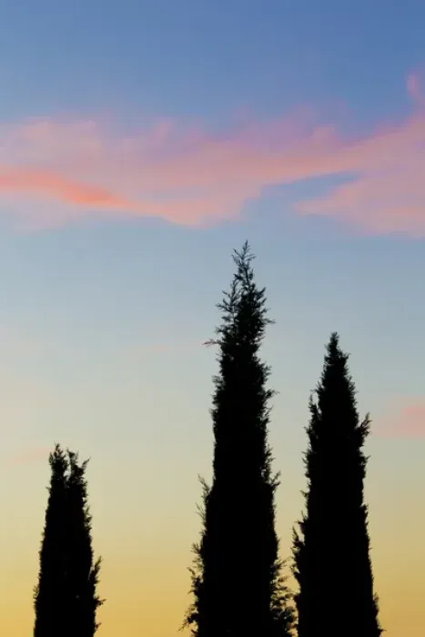 Framed Print : Italy, Orvieto. Cypress trees and cloud at sunset