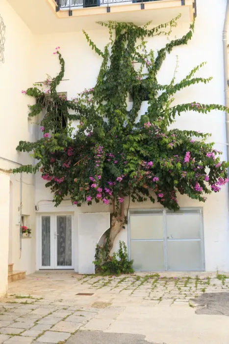 Framed Print : Italy, Ostuni. Old town, Bougainvillea along narrow alleyways. The White City Framed Print : Italy, Ostuni. Old town, Bougainvillea along narrow alleyways. The White City