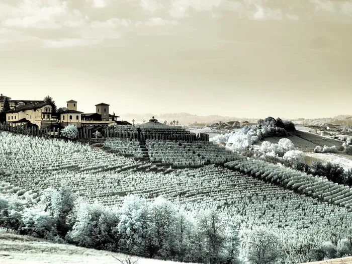 Framed Print : Italy, Pedemonte, Langhe, Barolo. Vineyards. (Editorial Use Only)