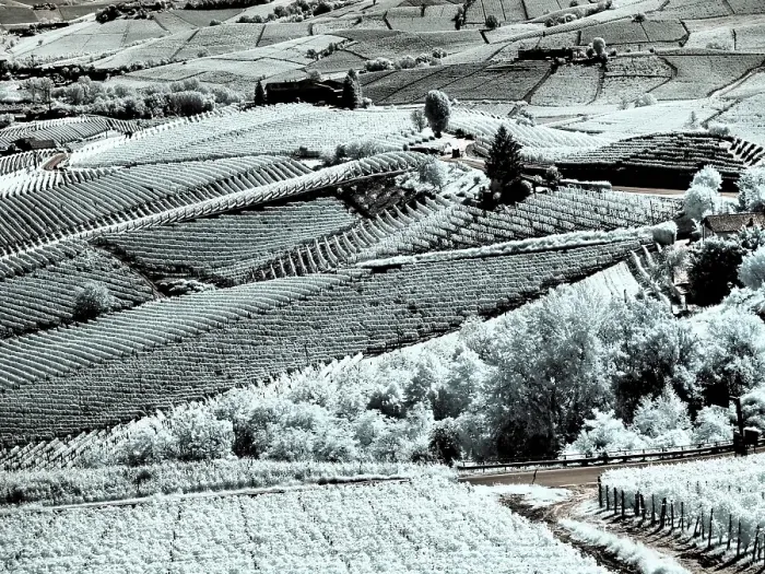 Framed Print : Italy, Pedemonte, Langhe, Barolo. Vineyards Framed Print : Italy, Pedemonte, Langhe, Barolo. Vineyards