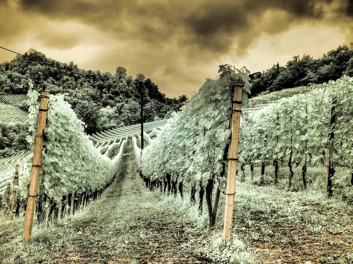 Framed Print : Italy, Pedemonte, Langhe, Perno. Infrared of vineyards Framed Print : Italy, Pedemonte, Langhe, Perno. Infrared of vineyards