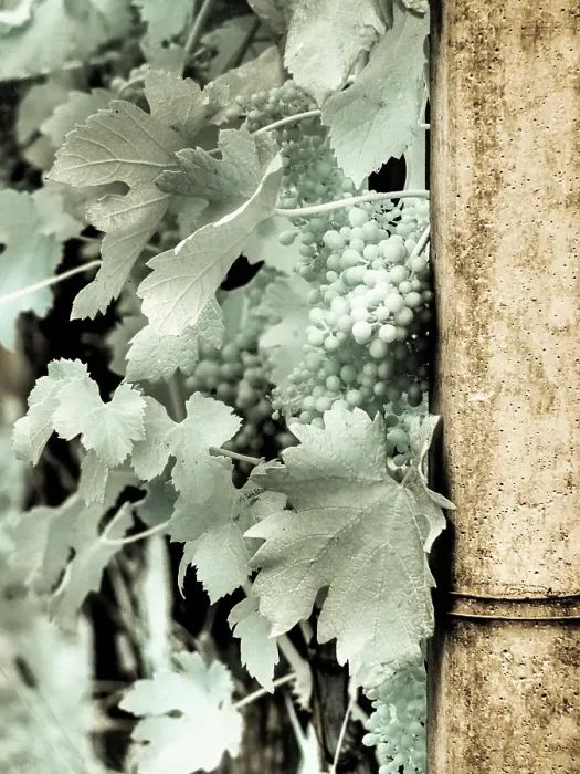 Framed Print : Italy, Pedemonte, Langhe, Perno. Infrared of vineyards Framed Print : Italy, Pedemonte, Langhe, Perno. Infrared of vineyards