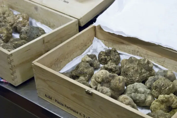 Framed Print : Italy, Piedmont (Piemonte), Langhe, Alba, Annual White Truffle Fair, white truffles Framed Print : Italy, Piedmont (Piemonte), Langhe, Alba, Annual White Truffle Fair, white truffles