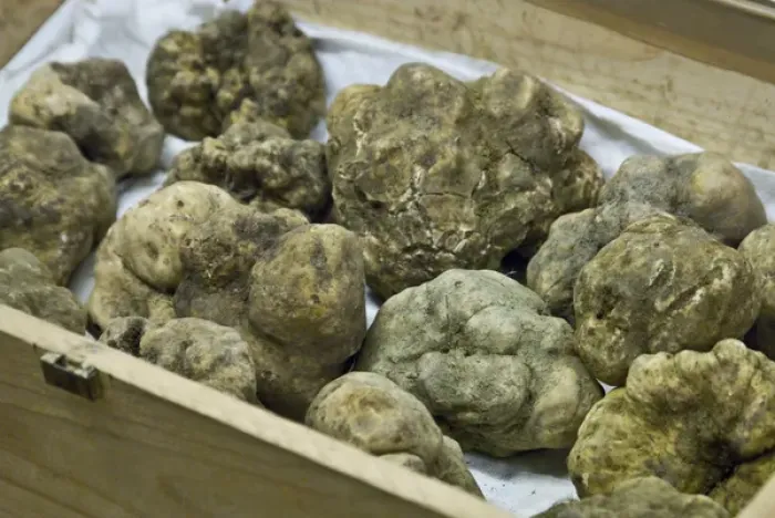 Framed Print : Italy, Piedmont (Piemonte), Langhe, Alba, Annual White Truffle Fair, white truffles Framed Print : Italy, Piedmont (Piemonte), Langhe, Alba, Annual White Truffle Fair, white truffles