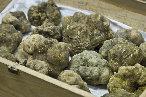 Italy, Piedmont (Piemonte), Langhe, Alba, Annual White Truffle Fair, white truffles