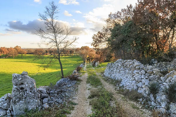 Italy, Puglia. Small road and tree against blue sky, near a stone wall