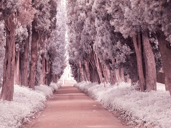Italy, Puglia, Tivoli. Tree lined road, Villa Adriana