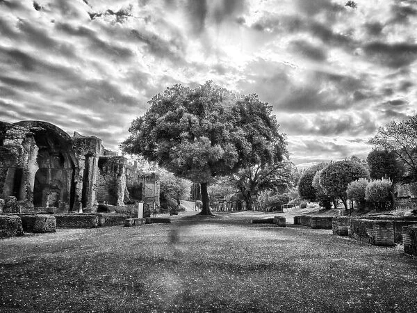 Italy, Puglia, Tivoli. Tree in the Villa Adriana