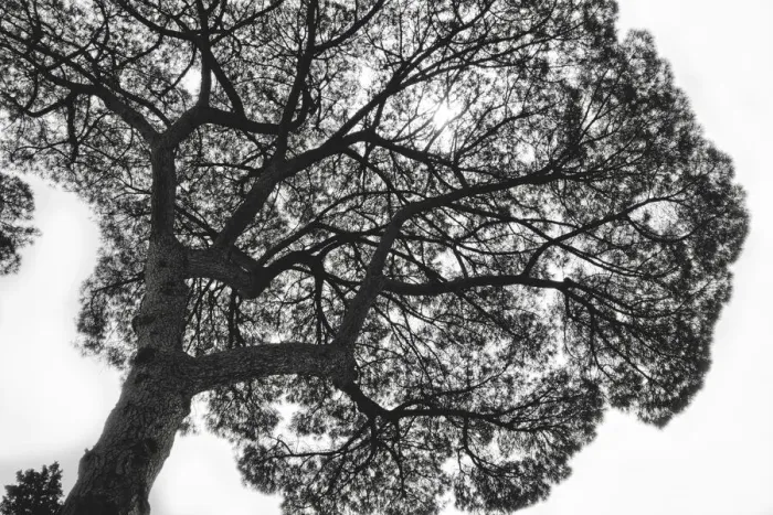 Framed Print : Italy, Rome, maritime pine seen from below Framed Print : Italy, Rome, maritime pine seen from below