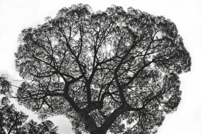 Framed Print : Italy, Rome, maritime pine seen from below