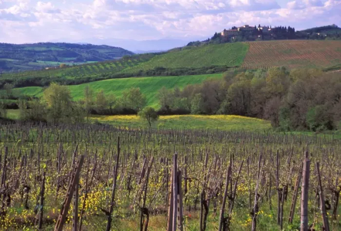 Framed Print : Italy, San Gimignano, Vineyards on the rolling hills of Tuscany