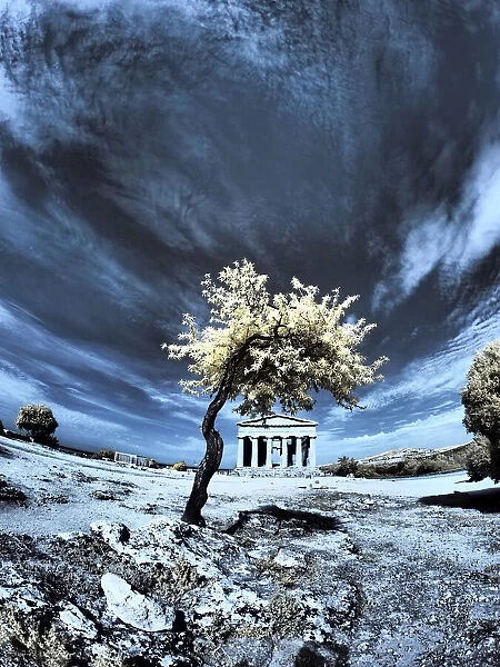 Italy, Sicily, Agrigento. Lone tree with the ruins of Agrigento
