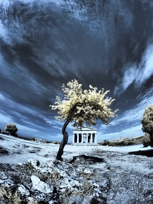 Framed Print : Italy, Sicily, Agrigento. Lone tree with the ruins of Agrigento