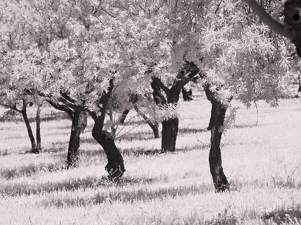 Italy, Sicily, Agrigento. Olive grove on the grounds of ancient Agrigento