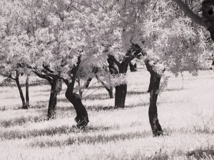 Framed Print : Italy, Sicily, Agrigento. Olive grove on the grounds of ancient Agrigento Framed Print : Italy, Sicily, Agrigento. Olive grove on the grounds of ancient Agrigento