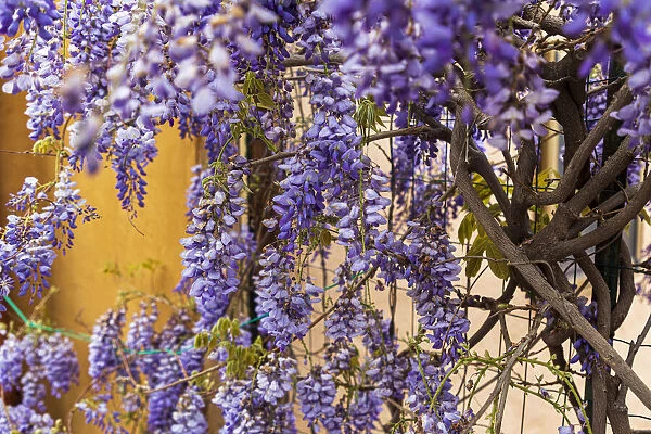 Italy, Sicily, Messina Province, Tripi. Wisteria flowers hanging in the medieval hilltop