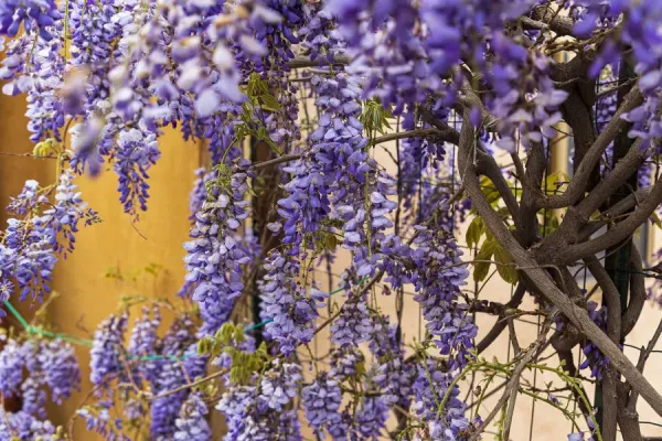 Wisteria in Medieval Tripi, Italy Print. Art Prints, Posters & Puzzles from  Danita Delimont