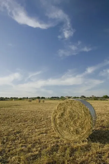 Framed Print : ITALY-Sicily-MODICA: Hay Rolls at Sunset Framed Print : ITALY-Sicily-MODICA: Hay Rolls at Sunset