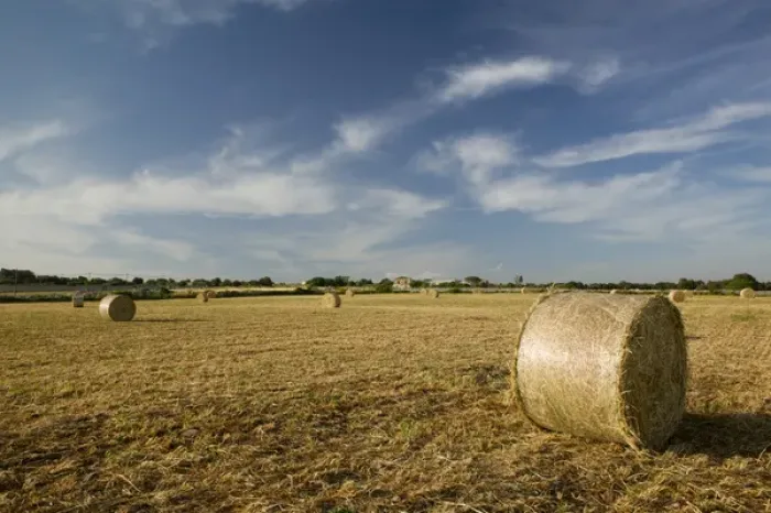 Framed Print : ITALY-Sicily-MODICA: Hay Rolls at Sunset