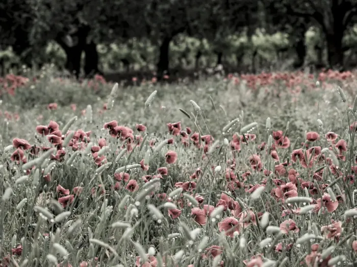 Framed Print : Italy, Sicily, Trapani. Poppies, olive groves and vineyards in spring Framed Print : Italy, Sicily, Trapani. Poppies, olive groves and vineyards in spring