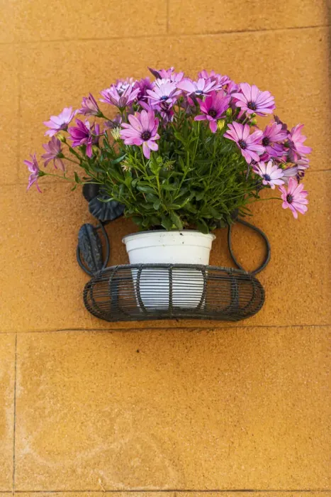 Framed Print : Italy, Sicily, Trapani Province, Erice. A pot of African Daisy flowers on wall in Framed Print : Italy, Sicily, Trapani Province, Erice. A pot of African Daisy flowers on wall in