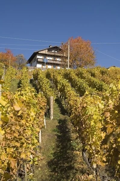 Italy, Trentino - Alto Adige, Bolzano province, Dolomites, Val di Funes, wineyards