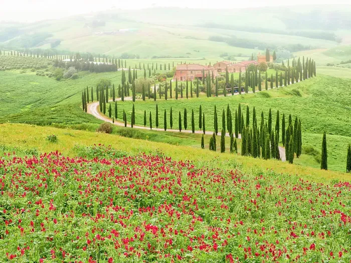Framed Print : Italy, Tuscany, Asciano. Crete Senesi winding cypress road