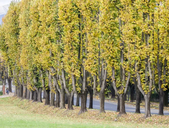 Framed Print : Italy, Tuscany. Autumn foliage in tree lined walkway in the Tuscan town of Lucca Framed Print : Italy, Tuscany. Autumn foliage in tree lined walkway in the Tuscan town of Lucca
