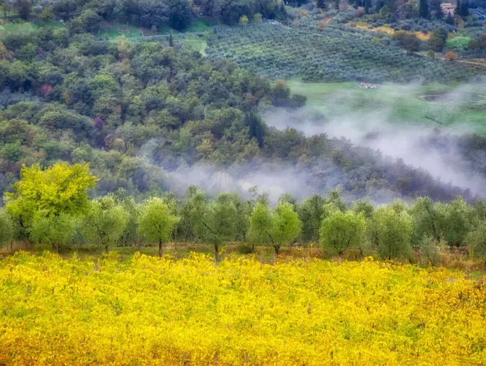 Framed Print : Italy, Tuscany. Autumn morning with fog in the Tuscan valley Framed Print : Italy, Tuscany. Autumn morning with fog in the Tuscan valley