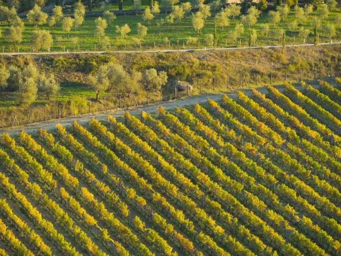 Framed Print : Italy, Tuscany. Autumn vineyards in the Chianti region Framed Print : Italy, Tuscany. Autumn vineyards in the Chianti region