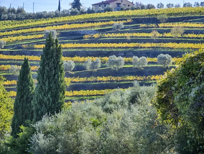 Framed Print : Italy, Tuscany. Autumn vineyards near the town of Panzano Framed Print : Italy, Tuscany. Autumn vineyards near the town of Panzano