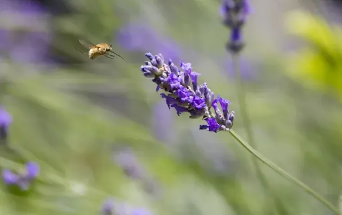 Framed Print : Italy, Tuscany. Bee fly and lavender flower Framed Print : Italy, Tuscany. Bee fly and lavender flower