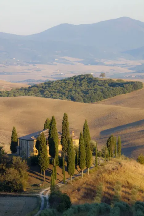 Framed Print : Italy, Tuscany. Belvedere House, Olive trees, and vineyards near San Quirico d Orcia Framed Print : Italy, Tuscany. Belvedere House, Olive trees, and vineyards near San Quirico d Orcia