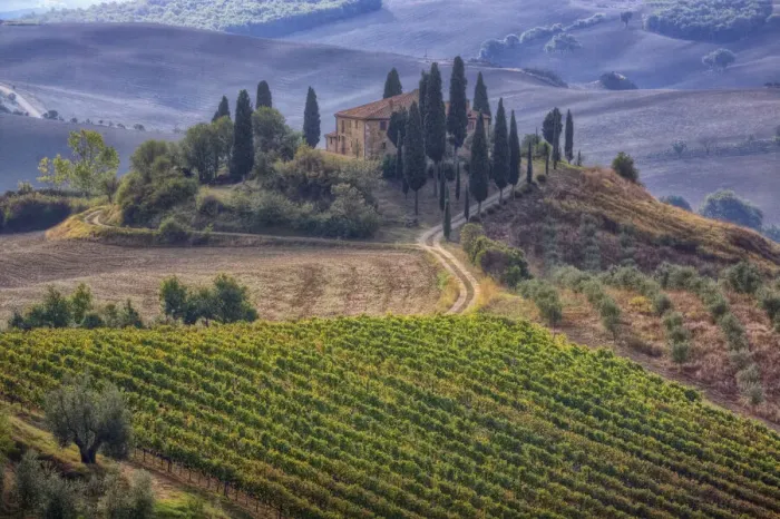 Framed Print : Italy, Tuscany. Belvedere House, Olive trees, and vineyards near San Quirico d Orcia Framed Print : Italy, Tuscany. Belvedere House, Olive trees, and vineyards near San Quirico d Orcia