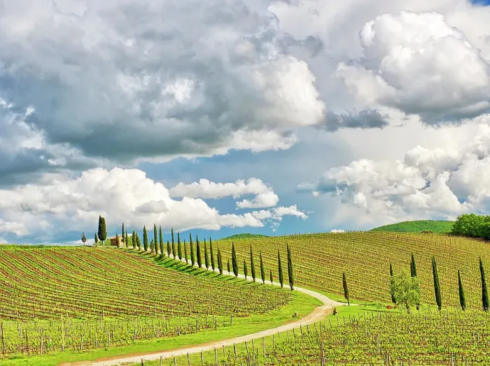 Framed Print : Italy, Tuscany. Chianti Region, winding road through Spring vineyards lined with cypress Framed Print : Italy, Tuscany. Chianti Region, winding road through Spring vineyards lined with cypress