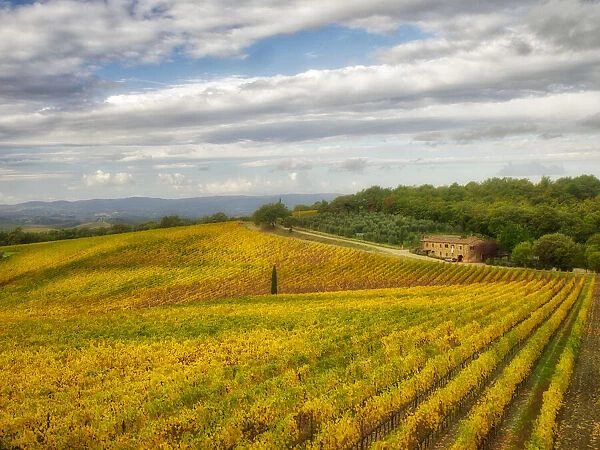 Italy, Tuscany. Colorful vineyard in autumn