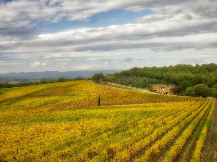 Framed Print : Italy, Tuscany. Colorful vineyard in autumn