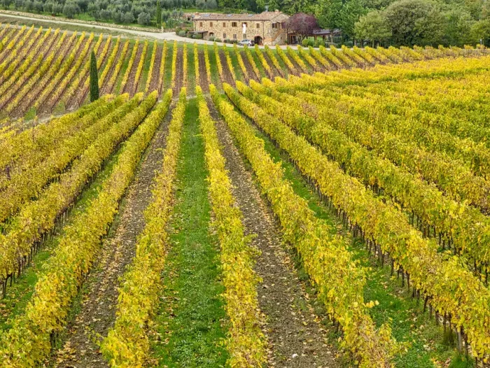 Framed Print : Italy, Tuscany. Colorful vineyard in autumn
