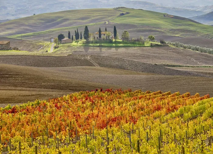 Framed Print : Italy, Tuscany. Colorful vineyard in autumn Framed Print : Italy, Tuscany. Colorful vineyard in autumn