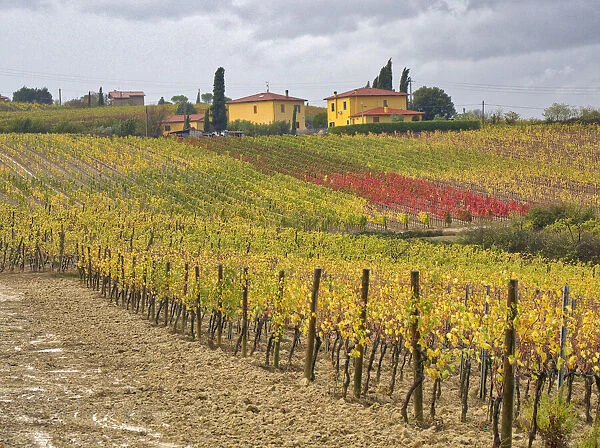 Italy, Tuscany. Colorful vineyard with autumn colors below yellow homes in Tuscany