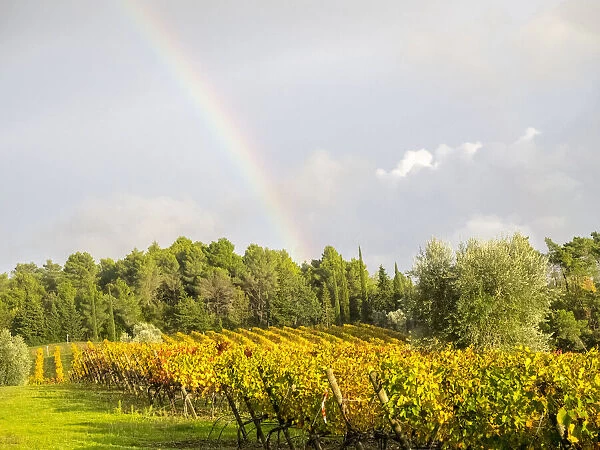 Italy, Tuscany. Colorful vineyard and rainbow in autumn