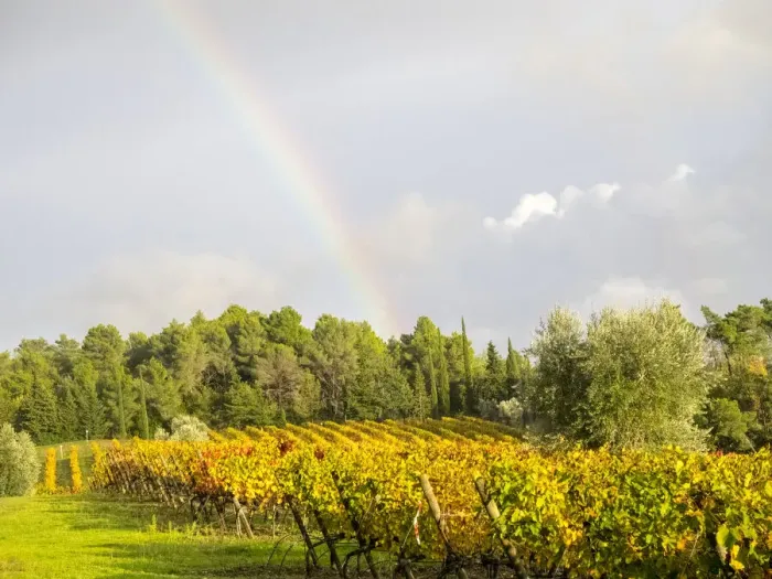 Framed Print : Italy, Tuscany. Colorful vineyard and rainbow in autumn