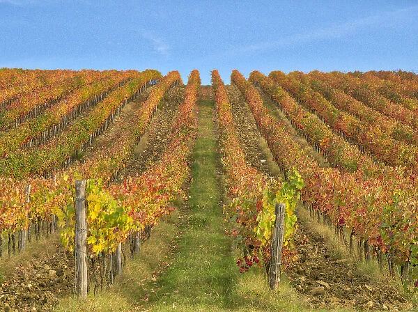 Italy, Tuscany. Colorful vineyards in autumn with blue skies