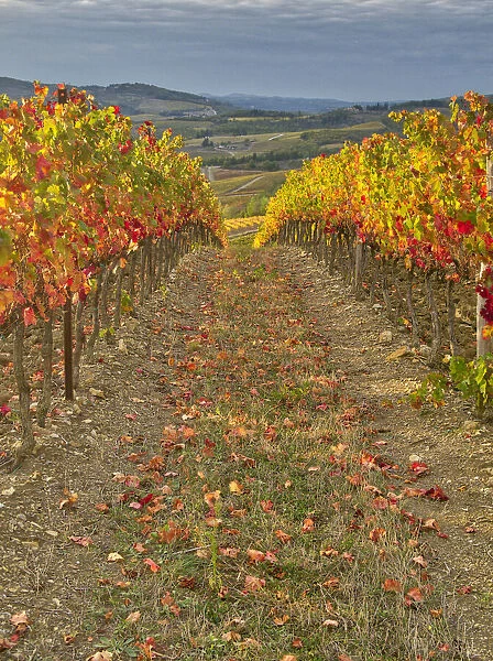 Italy, Tuscany. Colorful vineyards in autumn with blue skies