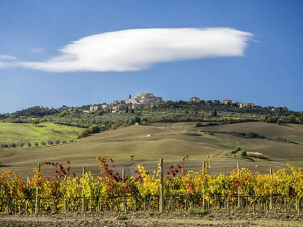Italy, Tuscany. Colorful vineyards in autumn with blue skies and clouds