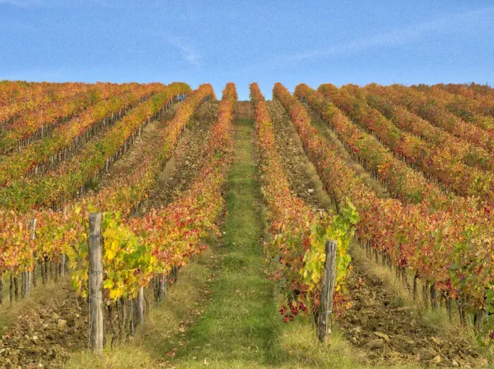 Framed Print : Italy, Tuscany. Colorful vineyards in autumn with blue skies Framed Print : Italy, Tuscany. Colorful vineyards in autumn with blue skies