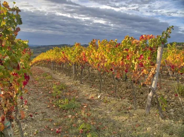 Framed Print : Italy, Tuscany. Colorful vineyards in autumn with blue skies