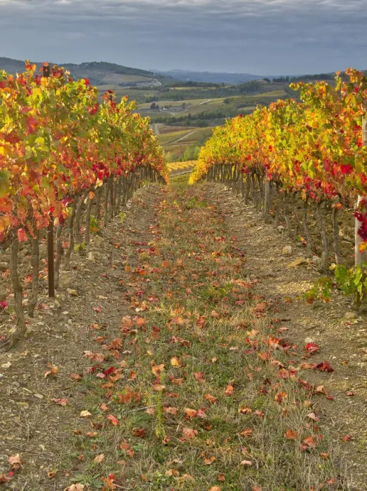 Framed Print : Italy, Tuscany. Colorful vineyards in autumn with blue skies