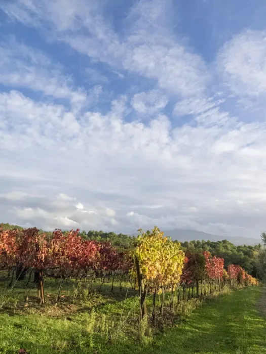 Framed Print : Italy, Tuscany. Colorful vineyards in autumn with blue skies and clouds