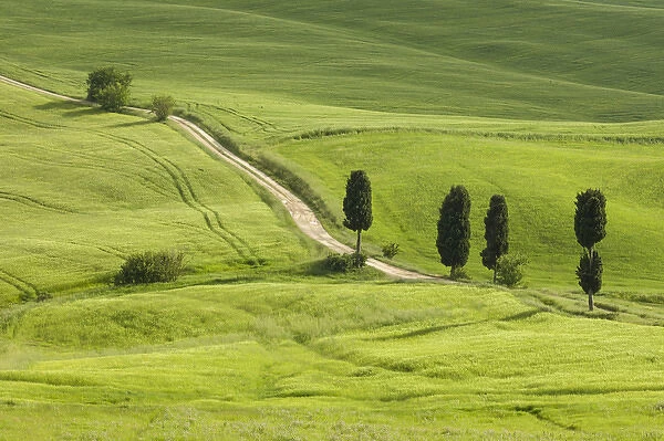 Italy, Tuscany. A country road meanders through lush green fields
